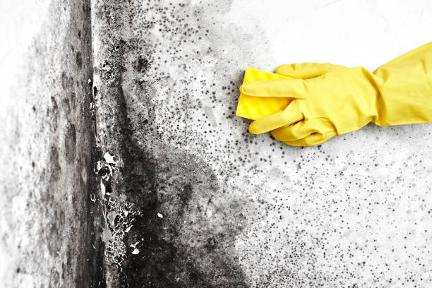 Best Mold Remediation  in Parsippany, NJ