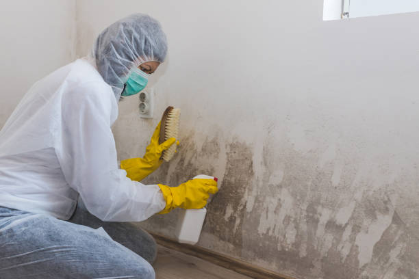 Best Mold Remediation  in Parsippany, NJ