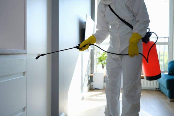 Best Black Mold Removal  in Parsippany, NJ
