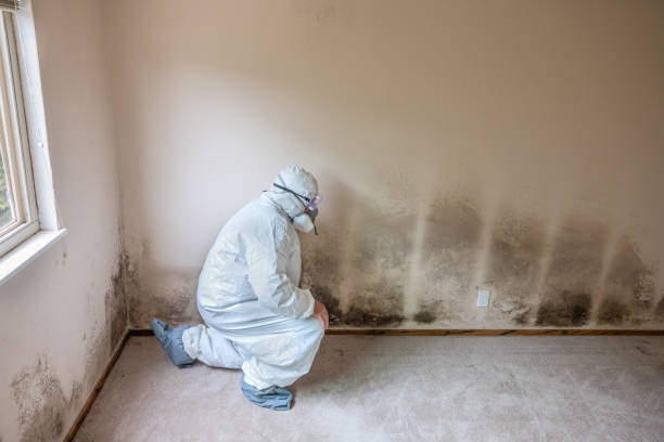 Parsippany, NJ Mold Removal Company