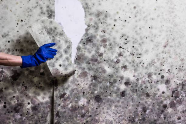 Mold Removal Process in Parsippany, NJ