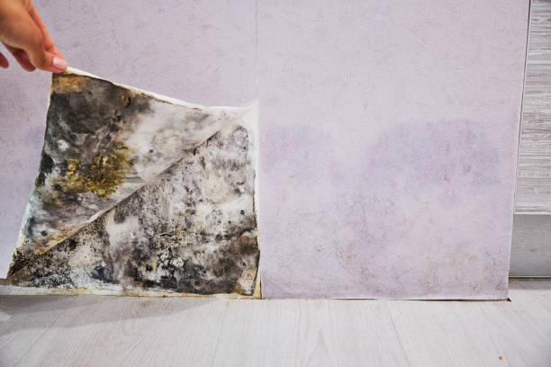 Best Best Mold Removal Companies  in Parsippany, NJ